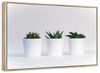 Three Succulents Wall Art