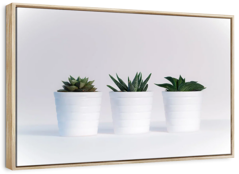 Three Succulents Wall Art