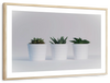 Three Succulents Wall Art