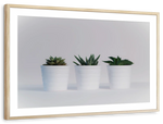 Three Succulents Wall Art