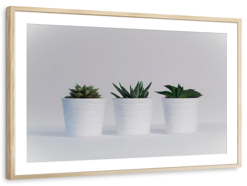 Three Succulents Wall Art