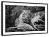 Textured White Tiger Wall Art