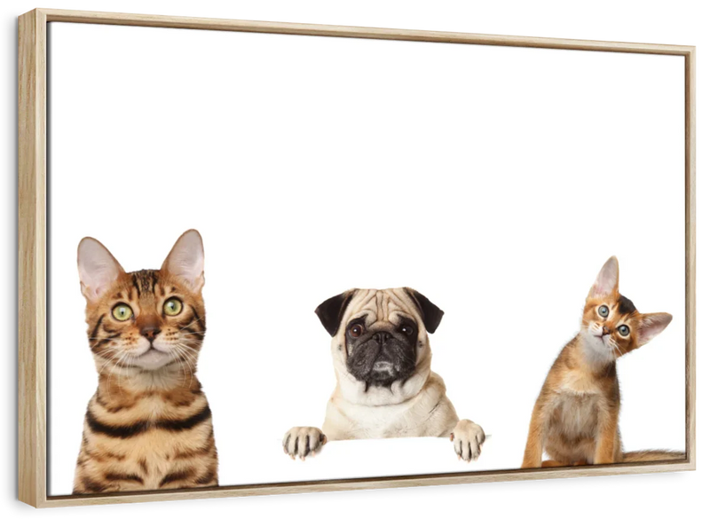 Pug And Cats Wall Art