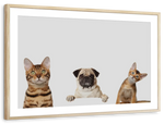 Pug And Cats Wall Art