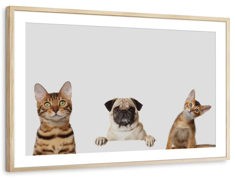 Pug And Cats Wall Art