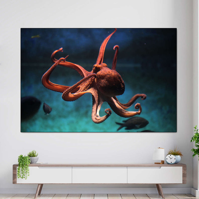 Octopus Vulgaris Wall Art
