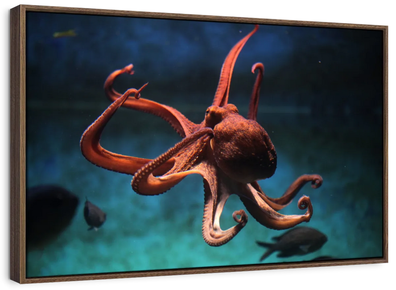 Octopus Vulgaris Wall Art