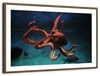 Octopus Vulgaris Wall Art