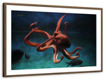Octopus Vulgaris Wall Art