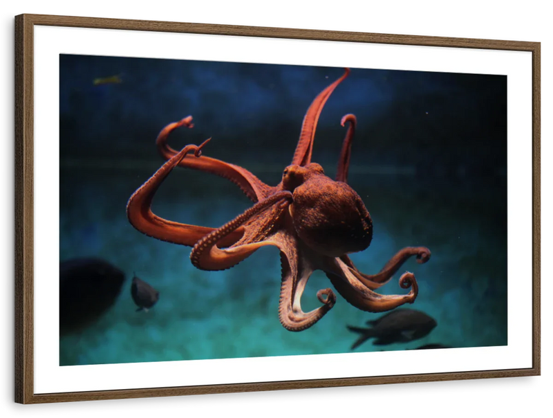 Octopus Vulgaris Wall Art