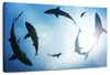 School Of Sharks Wall Art