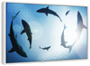 School Of Sharks Wall Art