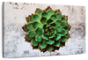 Grunge Succulent Wall Art