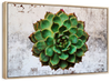Grunge Succulent Wall Art