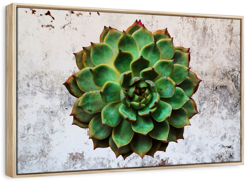 Grunge Succulent Wall Art