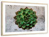 Grunge Succulent Wall Art