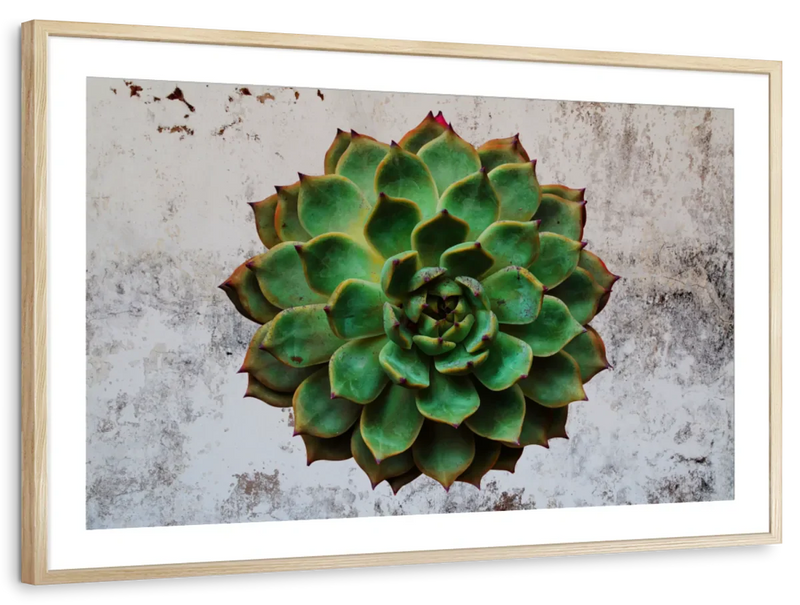 Grunge Succulent Wall Art