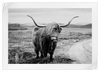 Highland Bull Wall Art