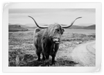 Highland Bull Wall Art