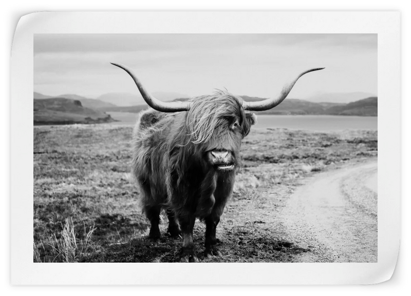 Highland Bull Wall Art