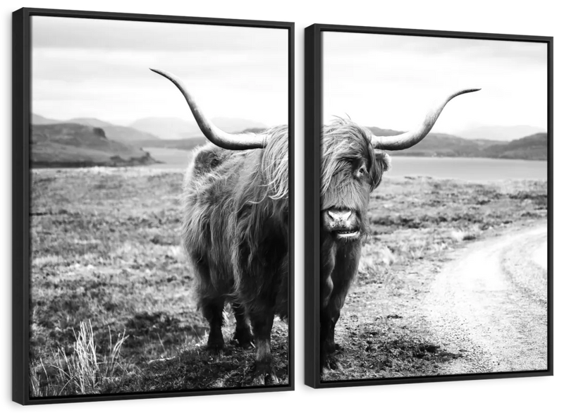 Highland Bull Wall Art