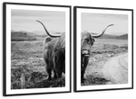 Highland Bull Wall Art