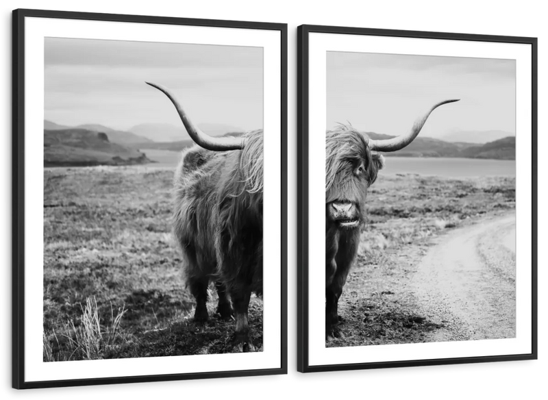 Highland Bull Wall Art