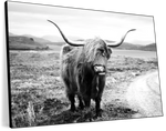 Highland Bull Wall Art