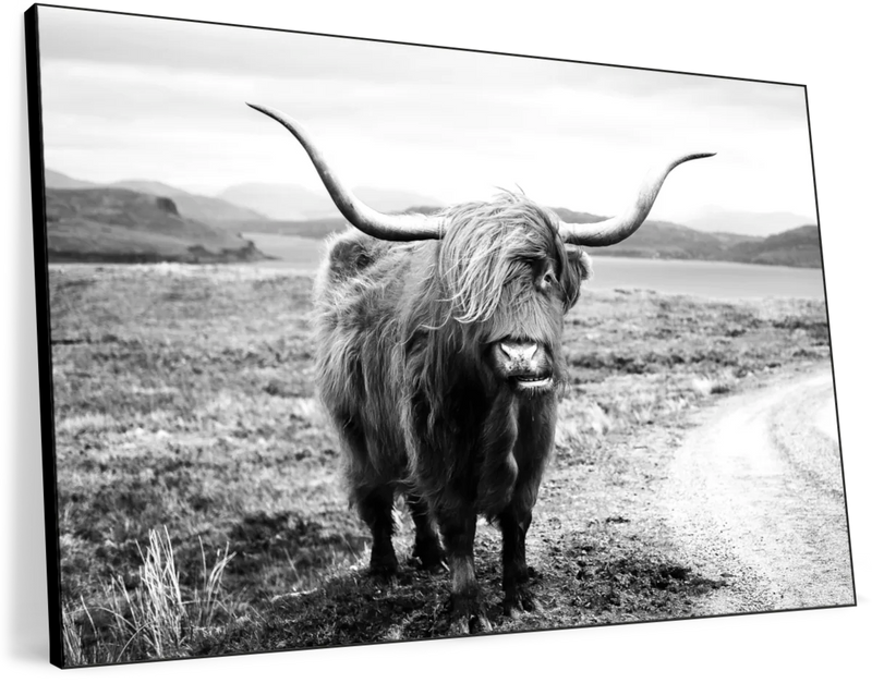 Highland Bull Wall Art