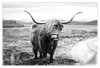 Highland Bull Wall Art