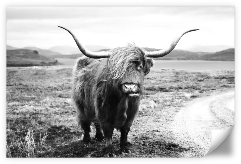 Highland Bull Wall Art