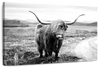 Highland Bull Wall Art