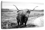 Highland Bull Wall Art