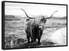 Highland Bull Wall Art