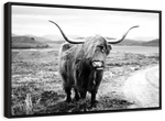 Highland Bull Wall Art