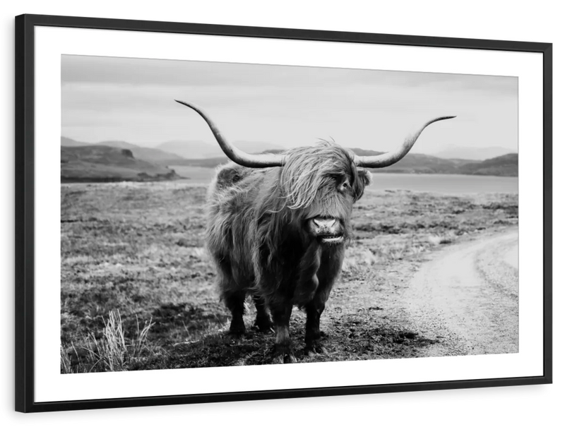 Highland Bull Wall Art