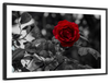 Lone Rose Pop Wall Art