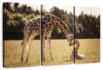 Loving Giraffes Wall Art