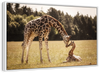 Loving Giraffes Wall Art