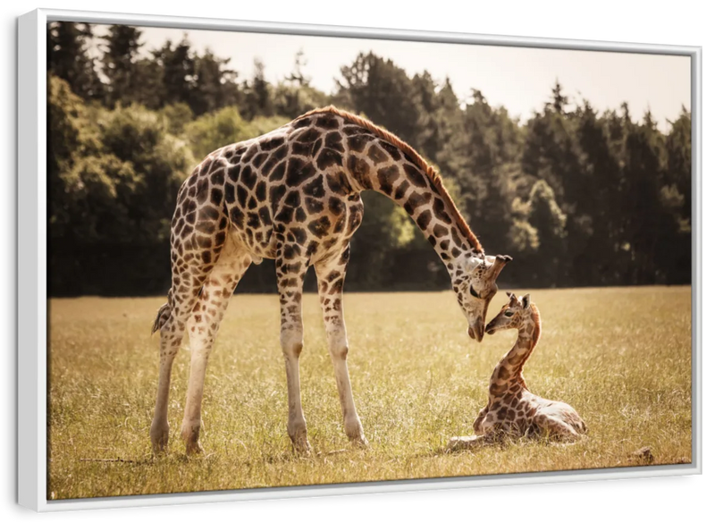 Loving Giraffes Wall Art