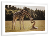 Loving Giraffes Wall Art