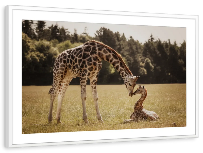 Loving Giraffes Wall Art