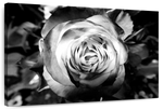 Monochromatic Rose Wall Art