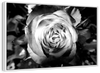 Monochromatic Rose Wall Art