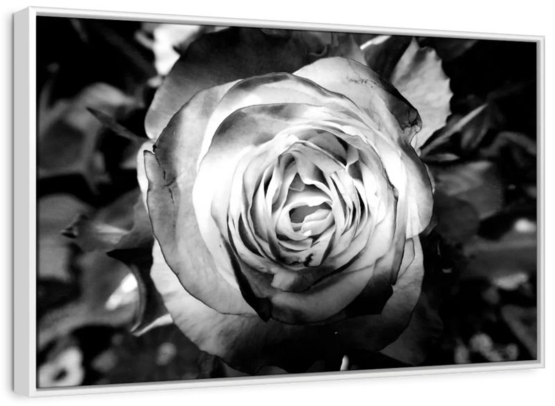 Monochromatic Rose Wall Art