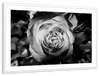 Monochromatic Rose Wall Art
