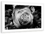 Monochromatic Rose Wall Art