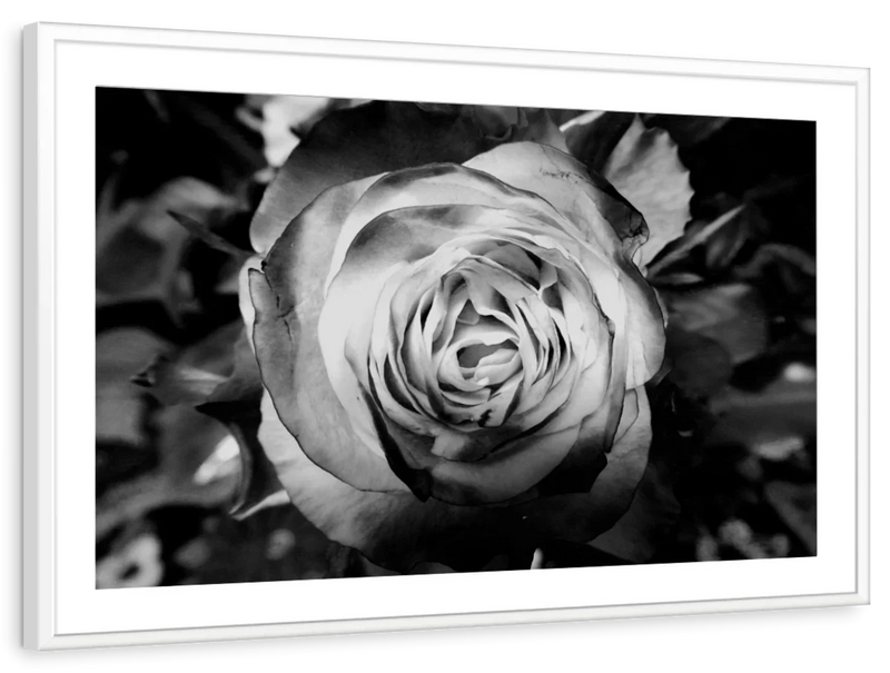 Monochromatic Rose Wall Art