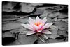 Lotus Flower Wall Art