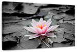 Lotus Flower Wall Art